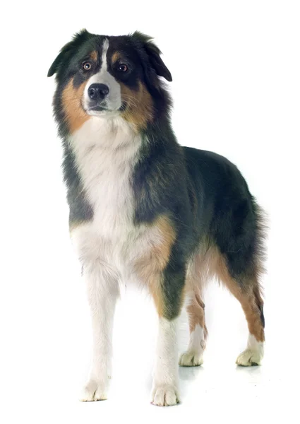 Australischer Schäferhund — Stockfoto