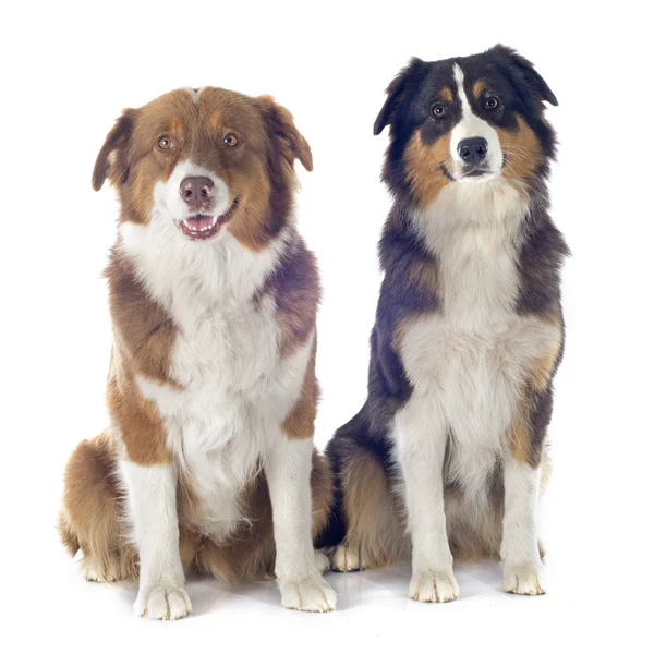 Australian shepherds — Stock Photo, Image