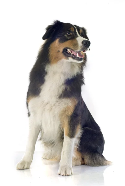 Australian shepherd — Stock Photo, Image