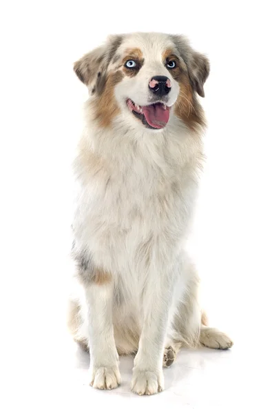 Australian shepherd — Stock Photo, Image