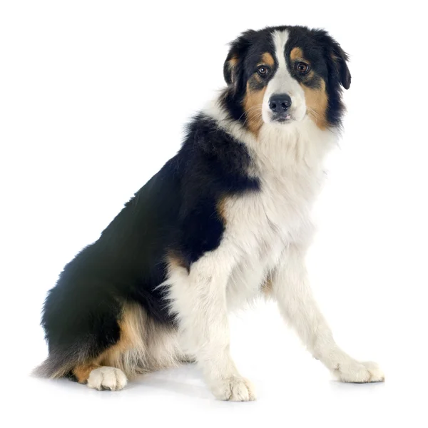 Australian shepherd — Stock Photo, Image