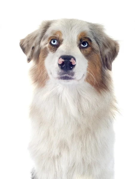 Australian shepherd — Stock Photo, Image