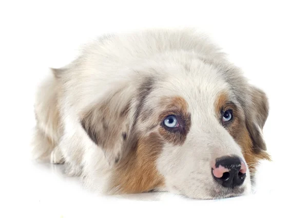 Australian shepherd — Stock Photo, Image