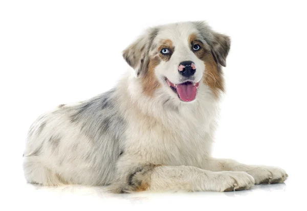 Australian shepherd — Stock Photo, Image