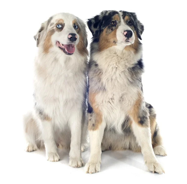 Australian shepherds — Stock Photo, Image