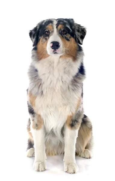 Australian shepherd — Stock Photo, Image