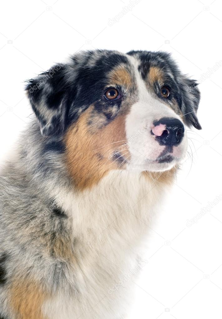 australian shepherd