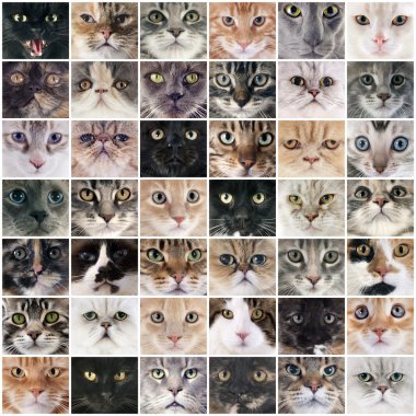 Grup kedi