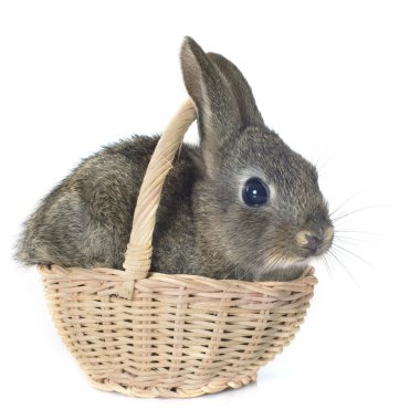 young rabbit clipart