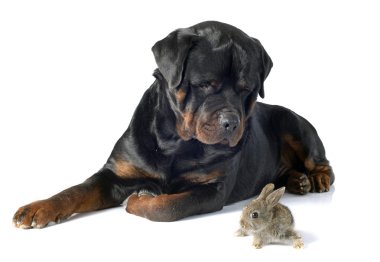 Avrupa tavşan ve rottweiler