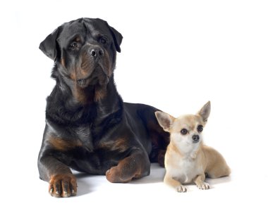 Rottweiler ve chihuahua