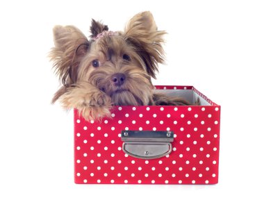 çikolata yorkshire korkunç