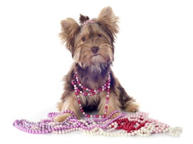 çikolata yorkshire korkunç