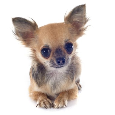 köpek chihuahua