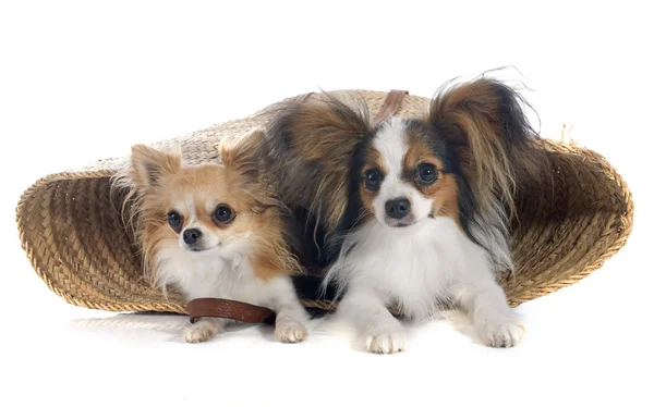 Junger Papillon und Chihuahua — Stockfoto