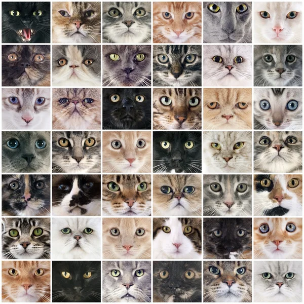 Grupo de gatos — Foto de Stock