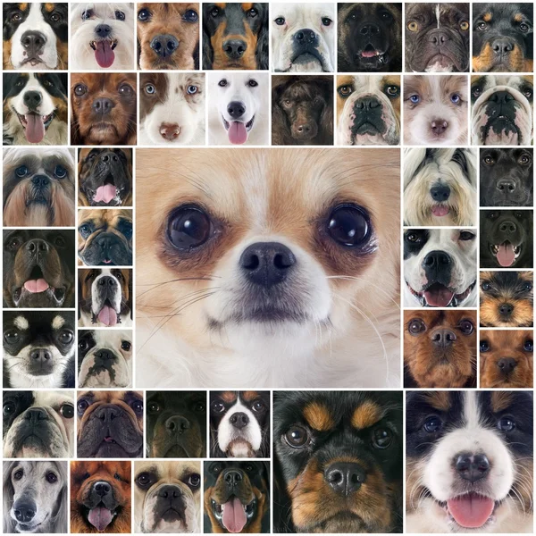 Grupo de perros — Foto de Stock