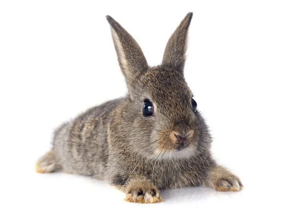 European rabbit — Stock Photo, Image