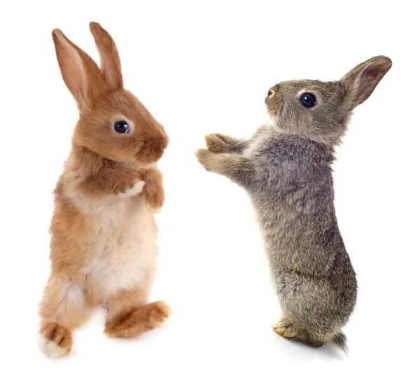 ヨーロッパのウサギ — ストック写真