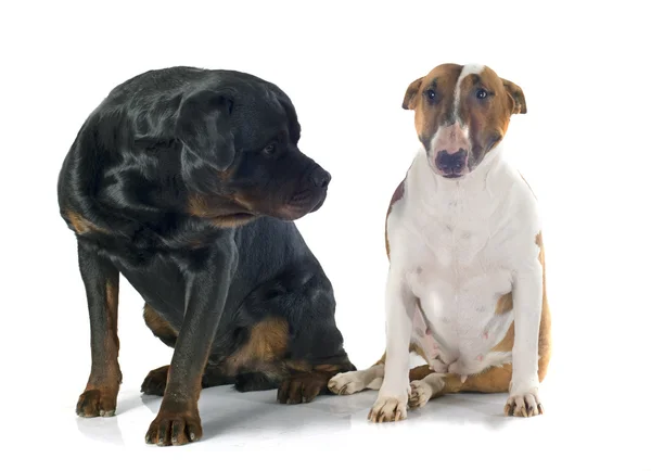 Bullterrier und Rottweiler — Stockfoto