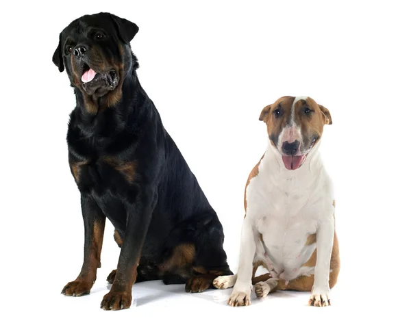 Bullterrier und Rottweiler — Stockfoto