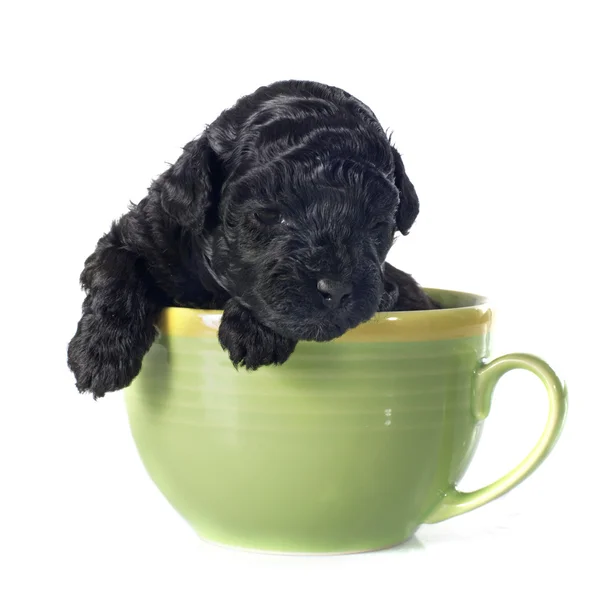 Cachorro poodle — Fotografia de Stock