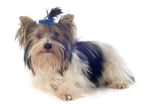 Biewer yorkshire terrier — Zdjęcie stockowe