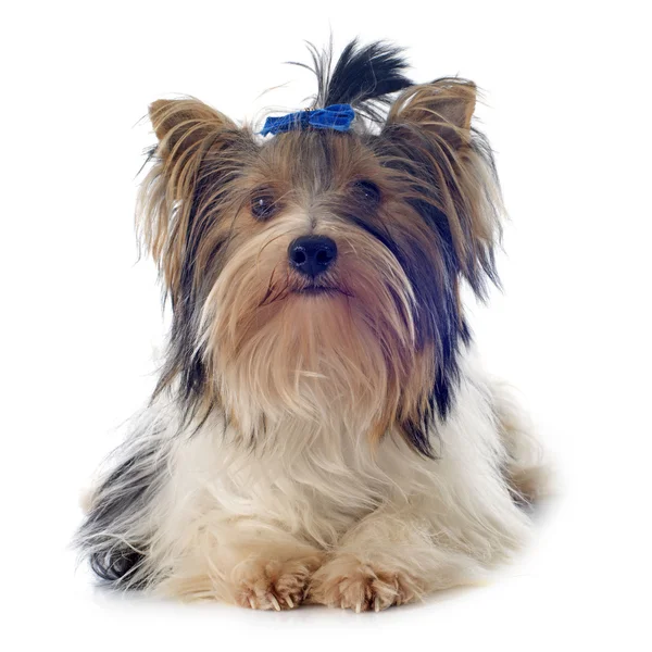 Biewer yorkshire terrier — Stock Photo, Image