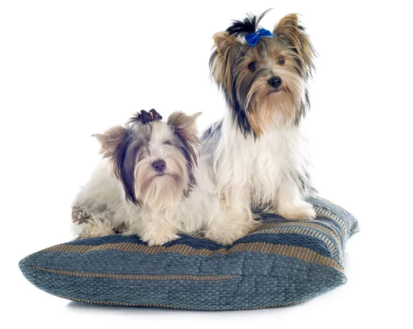 Biewer Yorkshire Terrier — Stockfoto