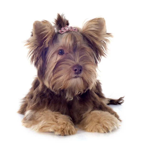 Czekoladowe yorkshire terrier — Zdjęcie stockowe