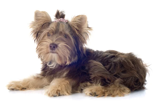 Czekoladowe yorkshire terrier — Zdjęcie stockowe