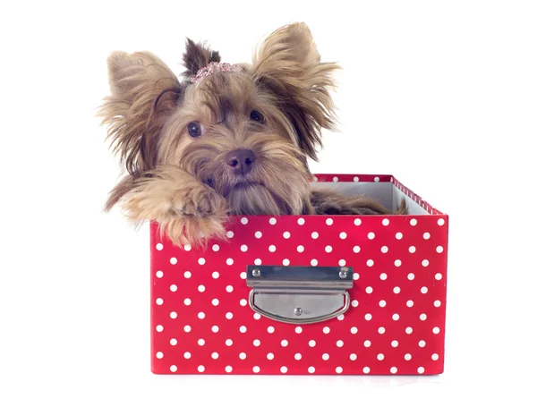 Chocolate yorkshire terrier — Fotografia de Stock