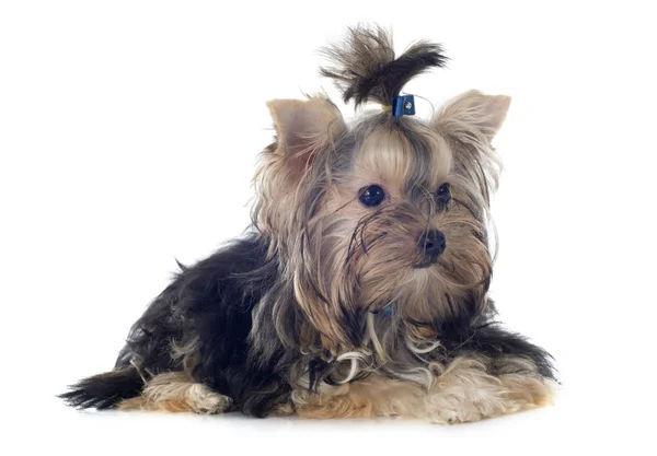 Yorkshire terrier — Zdjęcie stockowe