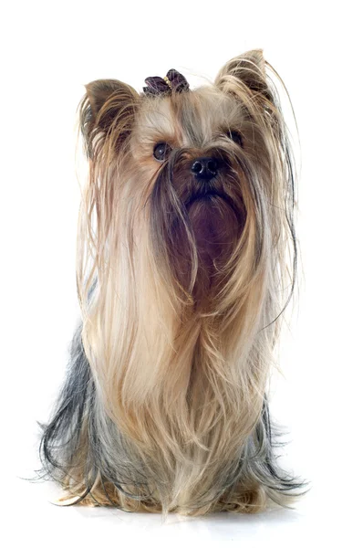 Yorkshire terrier — Photo