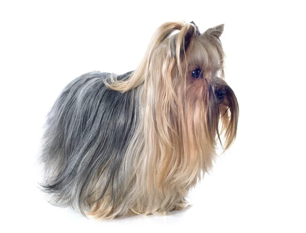 Yorkshire terrier — Zdjęcie stockowe