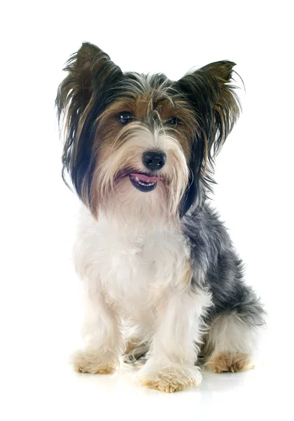 Biewer yorkshire terrier — Foto de Stock