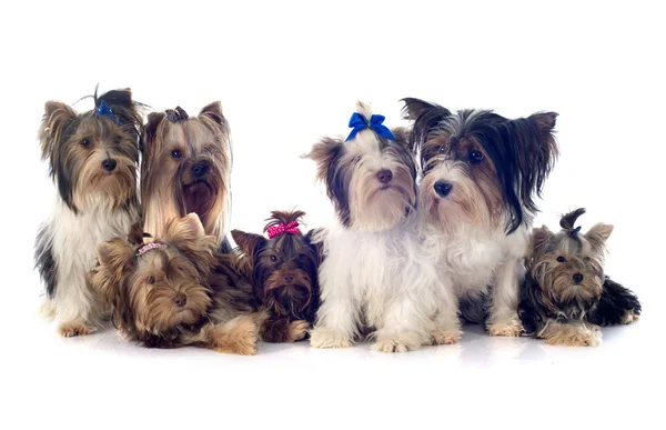 Grupp av yorkshire terrier — Stockfoto