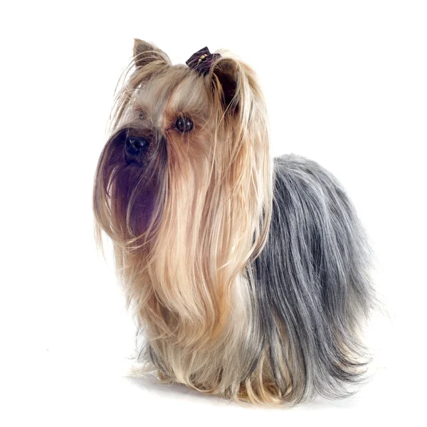 Yorkshire terrier — Zdjęcie stockowe