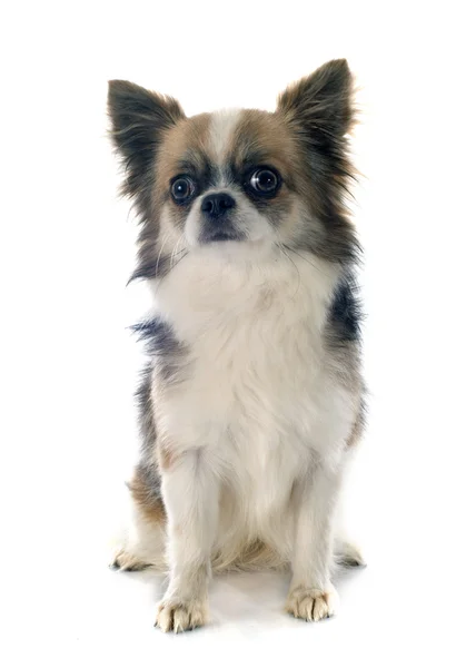 Chihuahua — Stockfoto