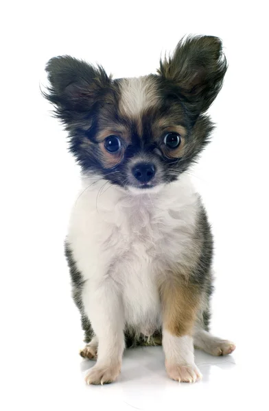 Köpek chihuahua — Stok fotoğraf