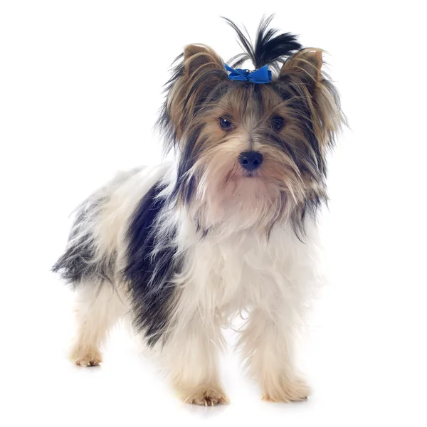 Biewer yorkshire terrier Stock Picture