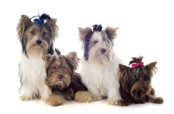 Groep van yorkshire terrier Stockfoto