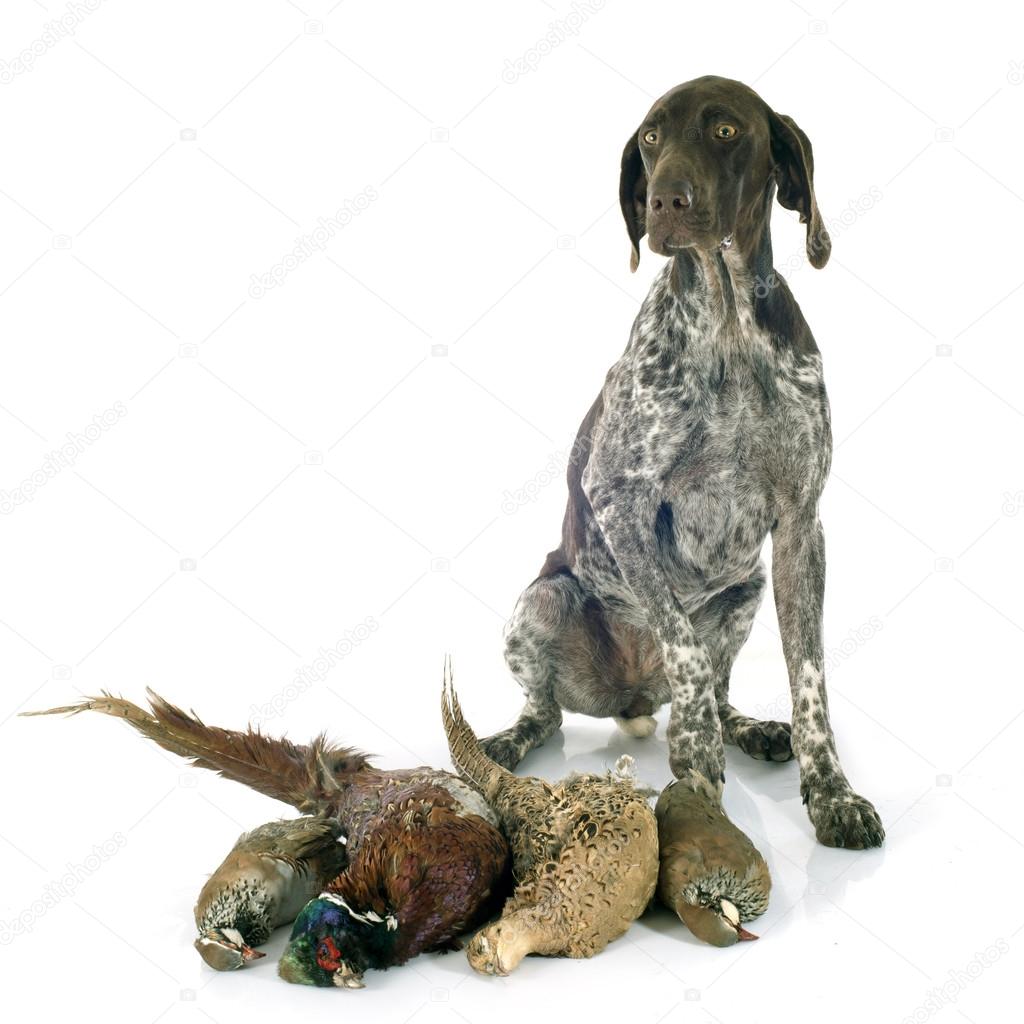 hunting games and dog