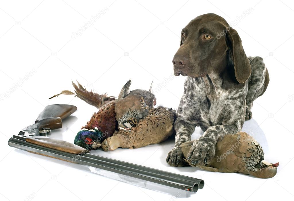 hunting games and dog