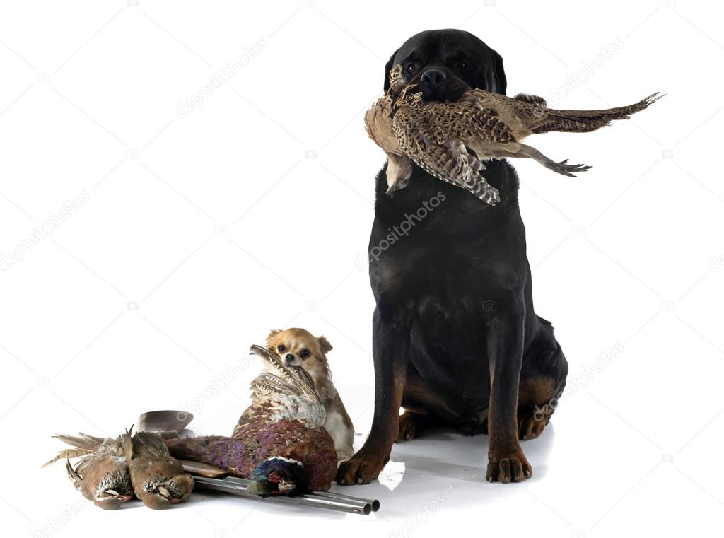 hunting dogs 