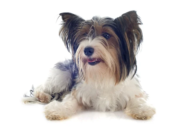 Biewer yorkshire terrier — Zdjęcie stockowe