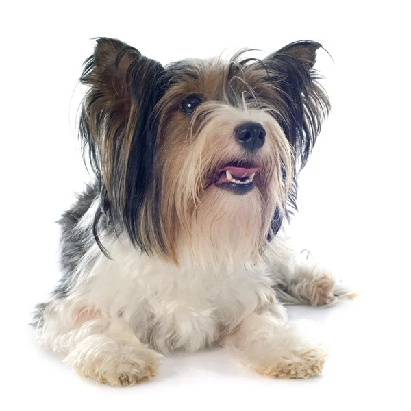 Biewer yorkshire terrier — Foto de Stock