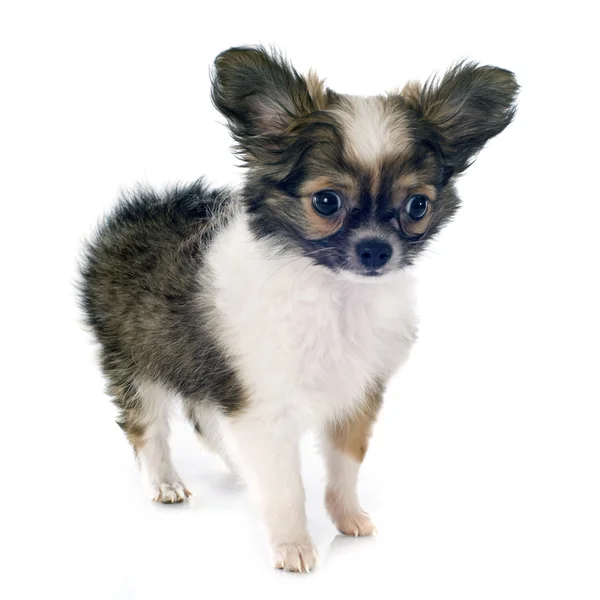 Puppy chihuahua — Stock Photo, Image