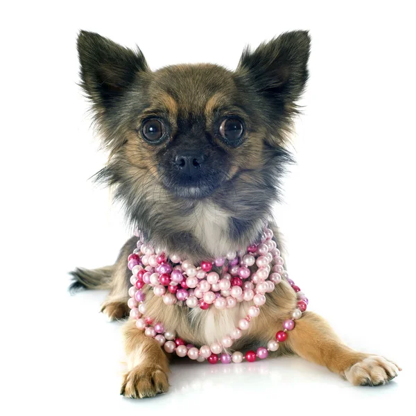 Chihuahua — Stock Photo, Image