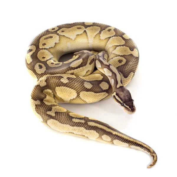 Python regius amarelo — Fotografia de Stock